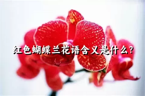 红色蝴蝶兰花语含义是什么？