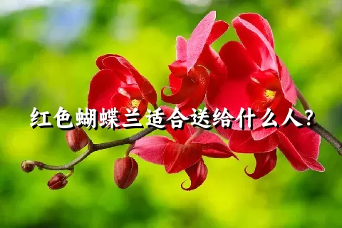 红色蝴蝶兰适合送给什么人？