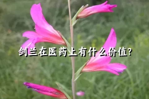 剑兰在医药上有什么价值？