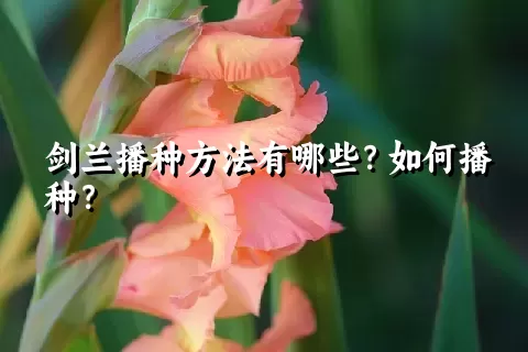 剑兰播种方法有哪些？如何播种？