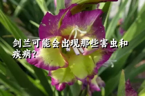 剑兰可能会出现那些害虫和疾病？