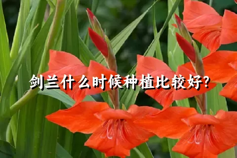 剑兰什么时候种植比较好？