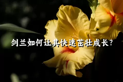 剑兰如何让其快速茁壮成长？