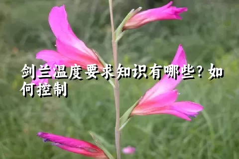 剑兰温度要求知识有哪些？如何控制