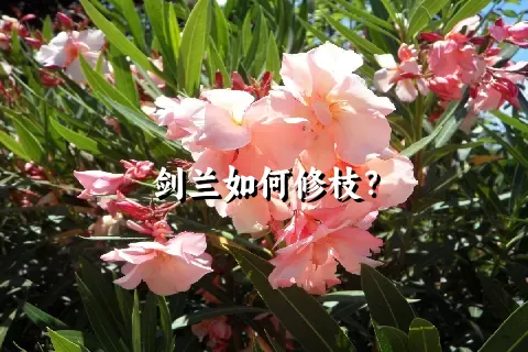 剑兰如何修枝？