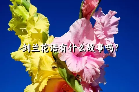 剑兰花语有什么故事吗？