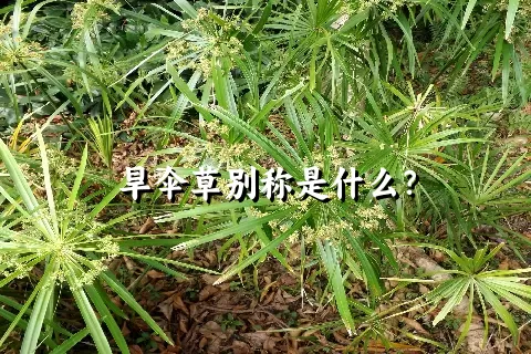 旱伞草别称是什么？