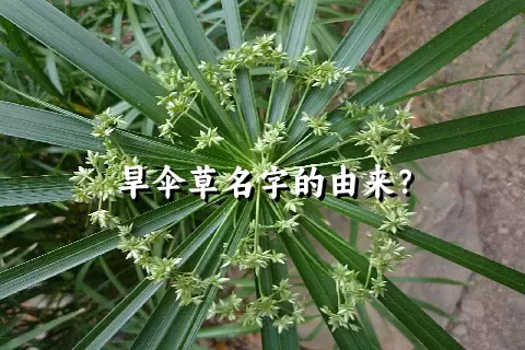 旱伞草名字的由来？