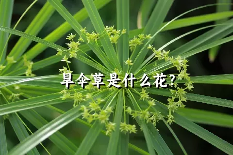 旱伞草是什么花？