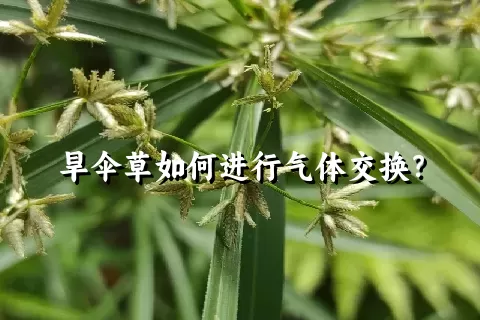 旱伞草如何进行气体交换？