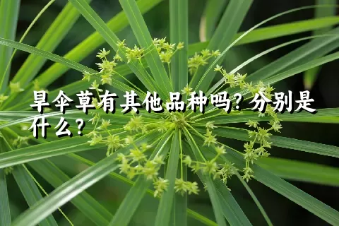 旱伞草有其他品种吗？分别是什么？