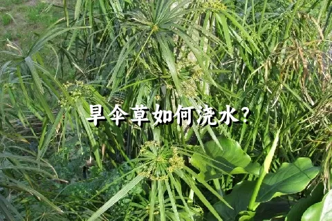 旱伞草如何浇水？