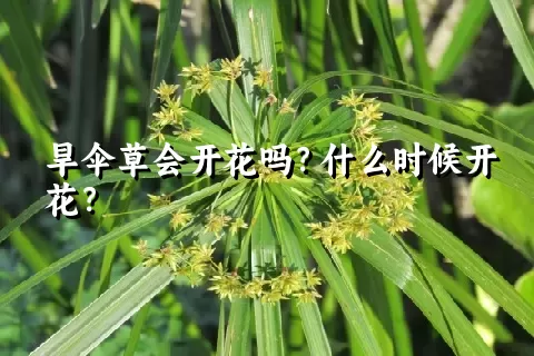 旱伞草会开花吗？什么时候开花？