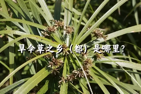 旱伞草之乡（都）是哪里？