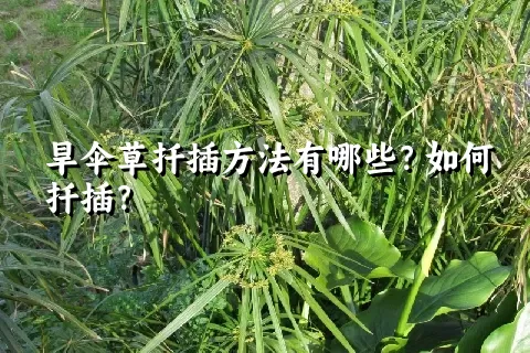 旱伞草扦插方法有哪些？如何扦插？