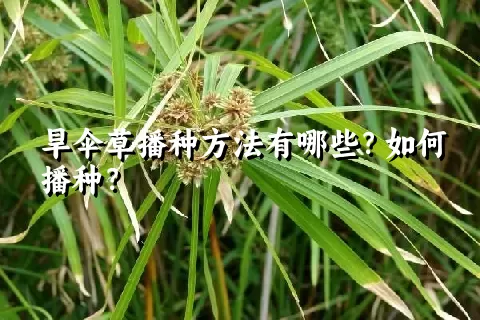 旱伞草播种方法有哪些？如何播种？