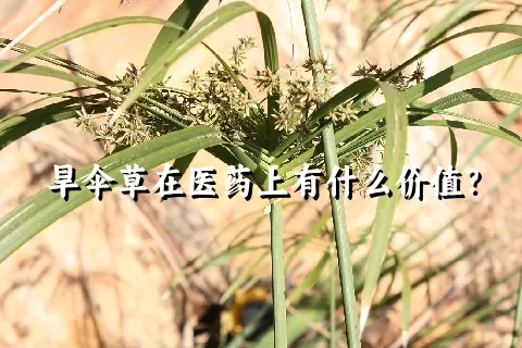 旱伞草在医药上有什么价值？