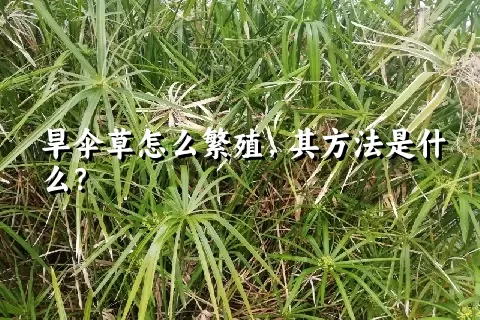 旱伞草怎么繁殖，其方法是什么？