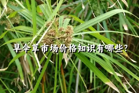 旱伞草市场价格知识有哪些？