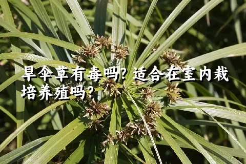 旱伞草有毒吗？适合在室内栽培养殖吗？