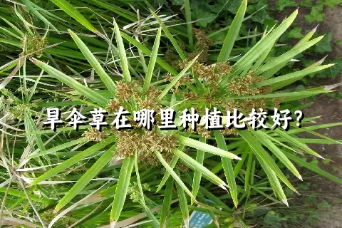 旱伞草在哪里种植比较好？