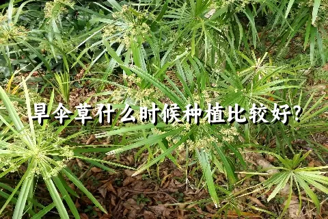 旱伞草什么时候种植比较好？