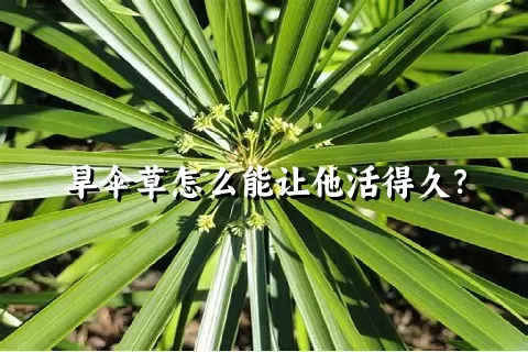 旱伞草怎么能让他活得久？