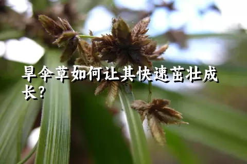 旱伞草如何让其快速茁壮成长？