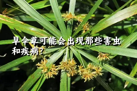 旱伞草可能会出现那些害虫和疾病？