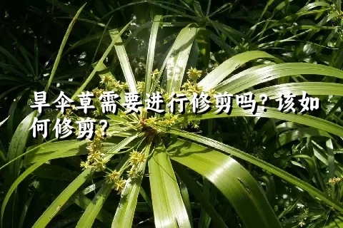 旱伞草需要进行修剪吗？该如何修剪？