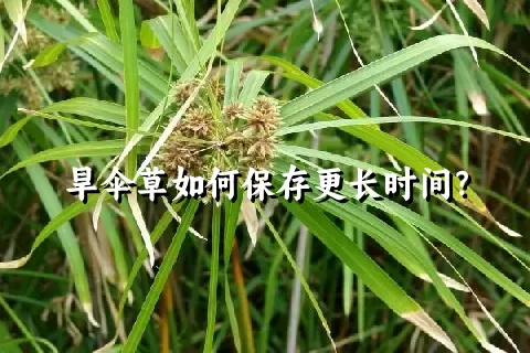 旱伞草如何保存更长时间？