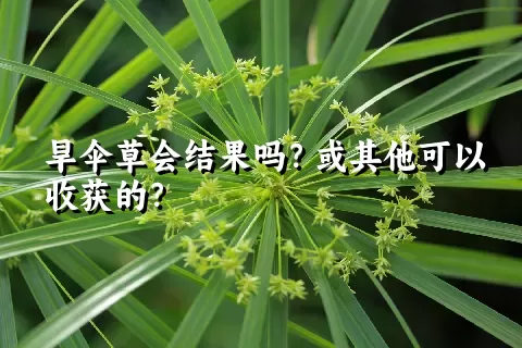 旱伞草会结果吗？或其他可以收获的？