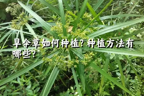 旱伞草如何种植？种植方法有哪些？