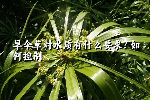 旱伞草对水质有什么要求？如何控制