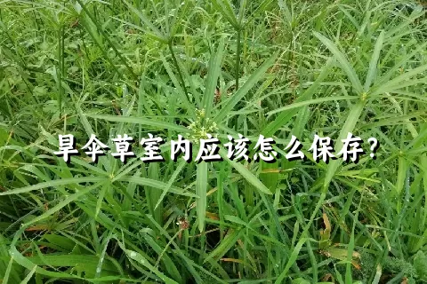 旱伞草室内应该怎么保存？