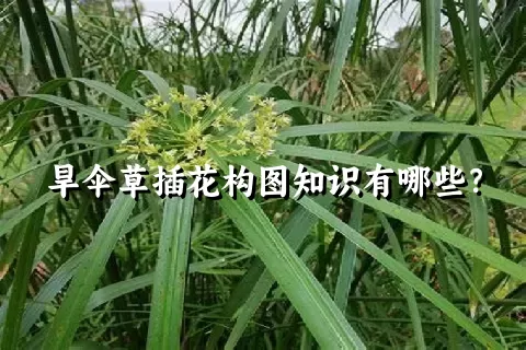 旱伞草插花构图知识有哪些？