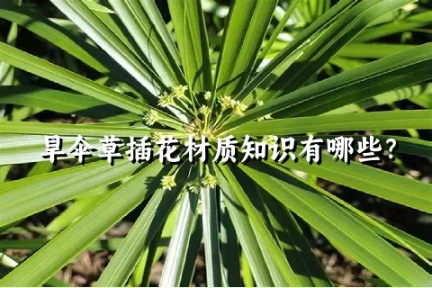 旱伞草插花材质知识有哪些？