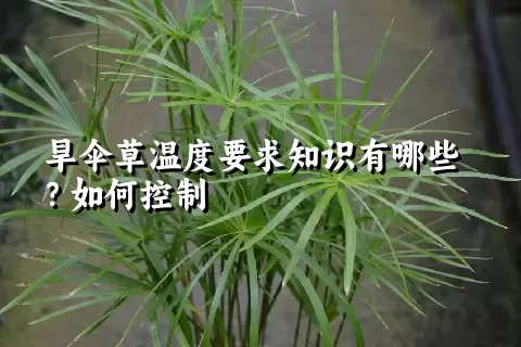 旱伞草温度要求知识有哪些？如何控制