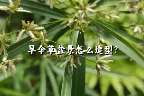 旱伞草盆景怎么造型？