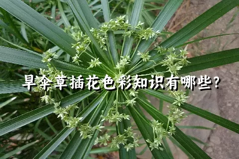 旱伞草插花色彩知识有哪些？