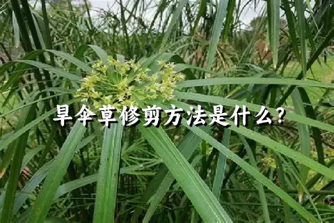 旱伞草修剪方法是什么？