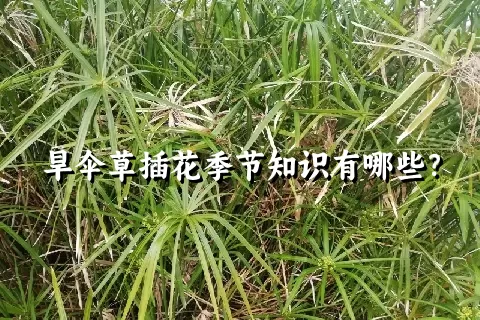 旱伞草插花季节知识有哪些？