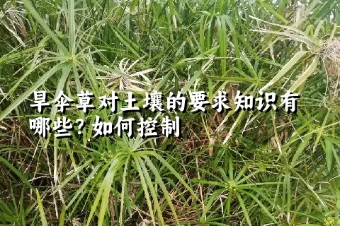 旱伞草对土壤的要求知识有哪些？如何控制