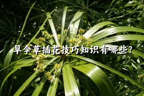 旱伞草插花技巧知识有哪些？