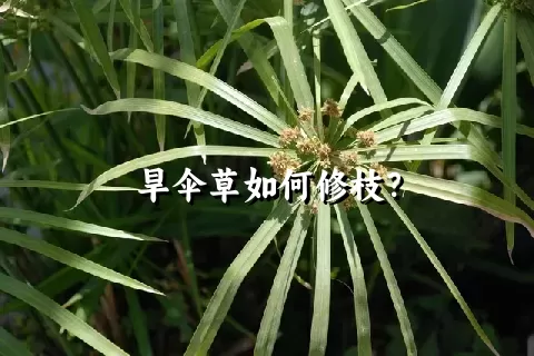 旱伞草如何修枝？