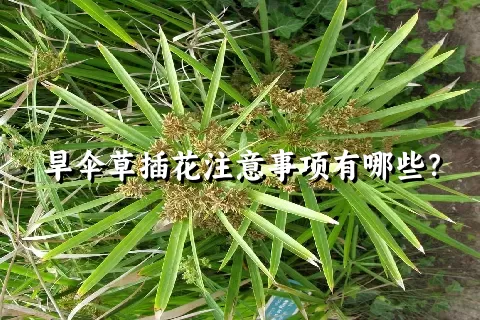 旱伞草插花注意事项有哪些？