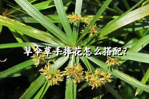 旱伞草手捧花怎么搭配？