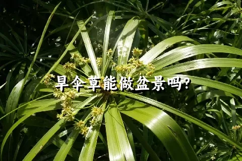 旱伞草能做盆景吗？