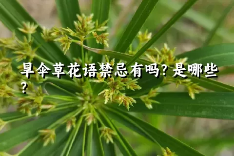 旱伞草花语禁忌有吗？是哪些？