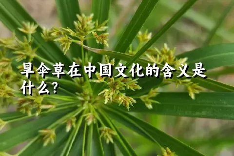 旱伞草在中国文化的含义是什么？